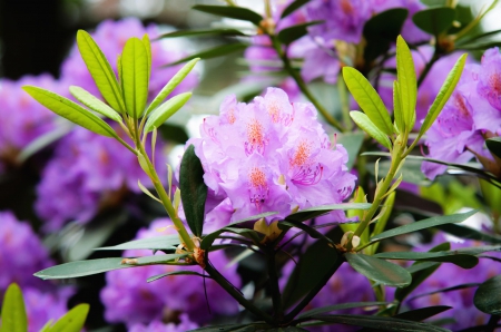 Spring - flower, pink, cute, beautiful, flowers, photo, spring, lovely, nature, green