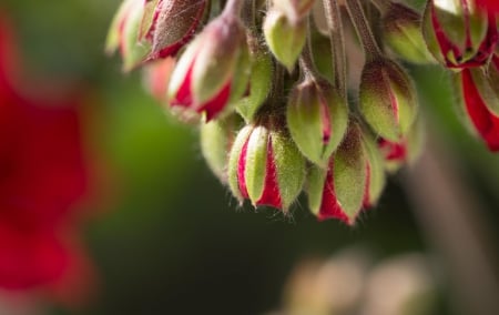 Spring - flower, pink, cute, beautiful, flowers, photo, spring, lovely, nature, green