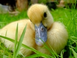 Duckling