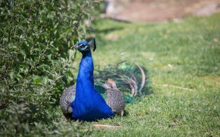 Peacock - bird, peacock, green, blue