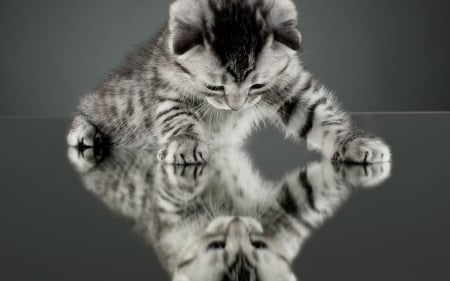 Strange way to see   things - cat, grey, mirror, photo, kitten