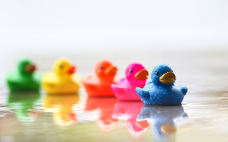 Stop chasing  me - ducks, colour, toys, water, funny, photo