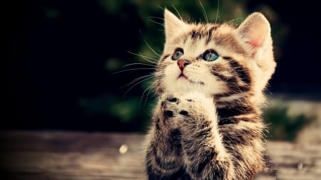 Prayer - colours, prayer, photo, kitten