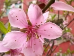 Pink flower