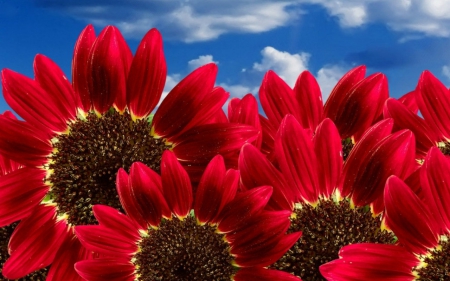 Beautiful red flowers - sunflower, nature, flowers, petals