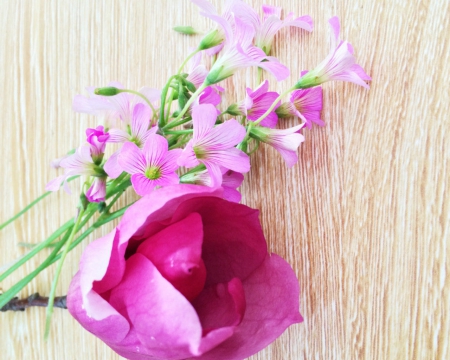 Beautiful flowers - flowers, petals, pink, wood