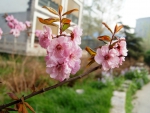 Peach blossom