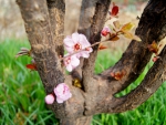 Peach blossom