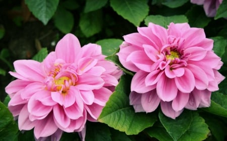 Pink Dahlia - flowers, dahlia, bloom, petals