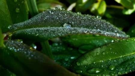 drops - leaves, nature, dew, drops