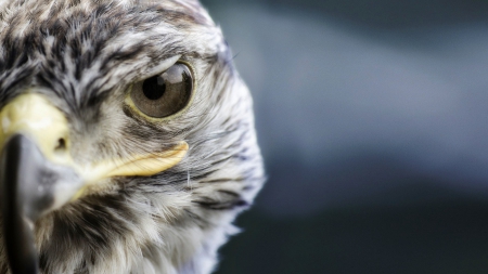 falcon eye - bird, eye, animal, falcon