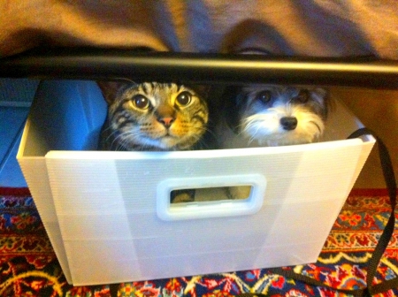 pets in a box - sit, up, look, two