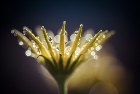 Royal Crown - dewdrops, nature, flower, light