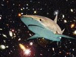 shark in space