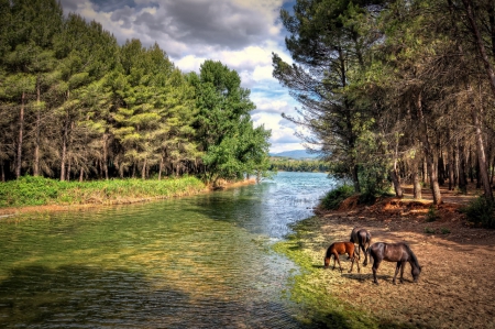 Horses - run, river, animal, horse