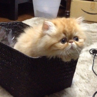 Persian kitty in a basket