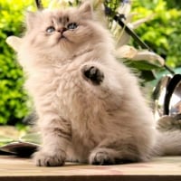 Cute Persian Kitty