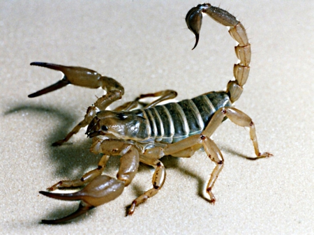 Scorpion - scissor, arthropod, hands, sting