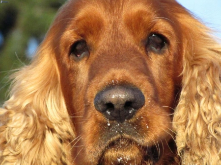 Cocker spaniel - wet, curly, noses, red