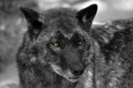 black wolf - saying, wolf, howling, wolves, black, white, wisdom, wolf art, timber, canislupus, wallpaper