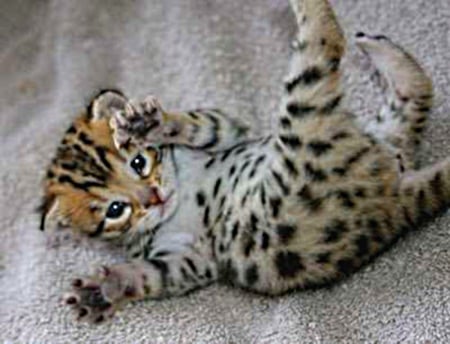 Bengal kitten - orange, spots, feet, head