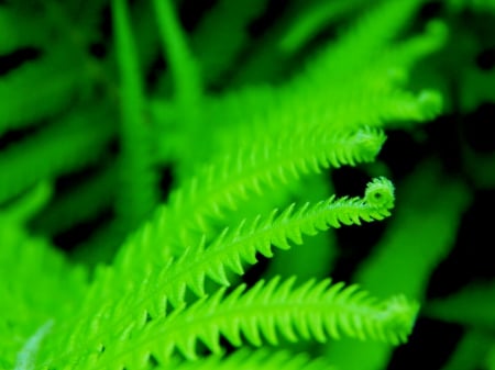 Curl Leaves - curl, nature, green, leaves