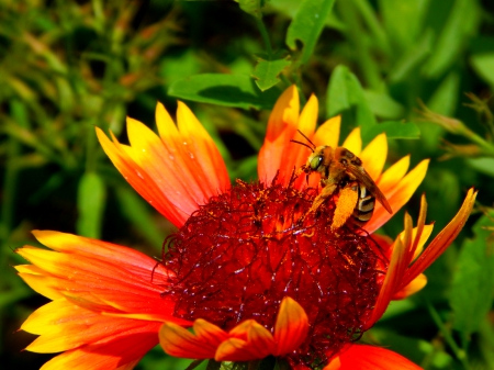 Bee and flower - pretty, flowers, bees, nature