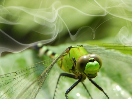 Smoking Dragonfly - nature, green, insect, smoking, face, dragonfly