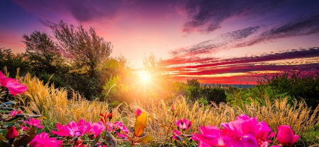 Flowered Sunrise - clouds, roses, trees, yellow, beautiful, grass, pink, flowers, purple, green, sun, sky