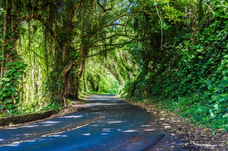 Road in a Mountain Forest - road, scenic, hawaii, forest, path, driving, tropical, pali, nuuanu, oahu, paradise, mountains, peaceful