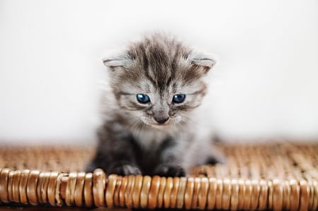 Cat - hat, pretty, cat face, beautiful, lovely, paws, cat, kitten, cute, cats, face, sleeping, animals, kitty