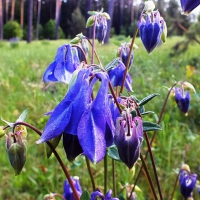 Fields flowers.