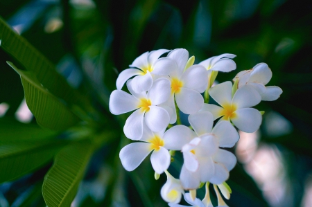 White plumeria - image, exotic, expression, color, flower, new, wallpaper