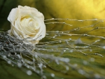 white rose