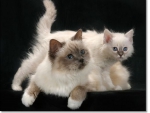 cute kittens