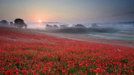 Sunset - flowers, red, amazing, sunset