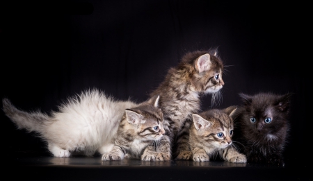 * Kitten family * - cat, cats, animal, animals