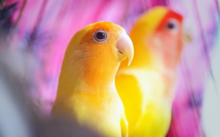 â™¥ - yellow, pink, parrot, cute, bird