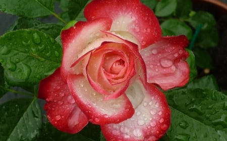 Rose - wet, flower, white, dew, red, green, water drops, macro, rose