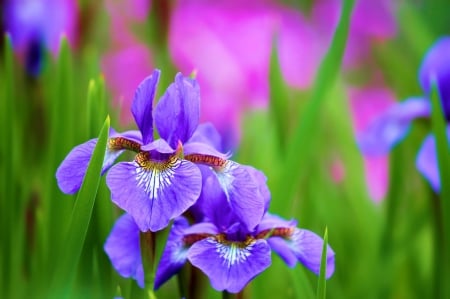 Spring Blossoms - meadow, iris, blue, photography