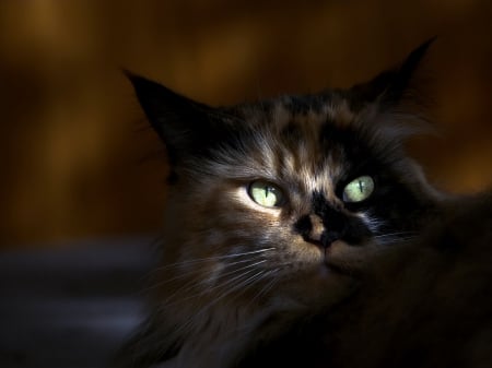 The feline charm - face, cat, shadow, light