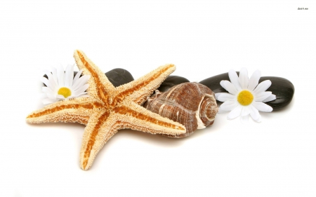 Starfish, Seashells and Daisies - beach rocks, starfish, seashells, daisies