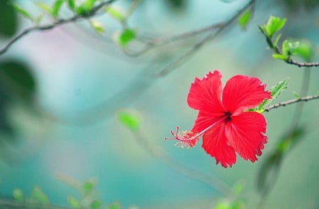 Hibiscus - nature, hibiscus, tropical, flowers, flower