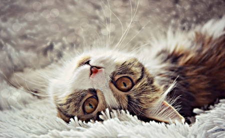 Adorable Cat - cats, kitty, animals, cute, kitten, bokeh, cat, cat face