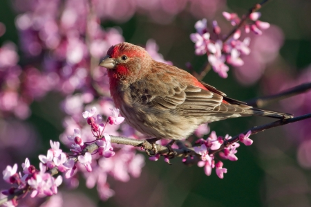 * Bird on flowering twig * - bird, flowers, twig, nature