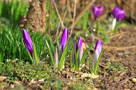 * Crocuses * - flowers, violet, flower, nature