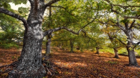 a blanket of leaves on forest floor - floor, forest, trunks, leaves