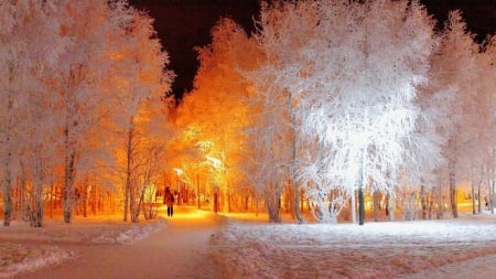 marvelous park trees lit up in winter - lights, winter, trees, paths, park, night