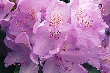 Azalea (My photography) - azaleas, flower, rhododendron, flowers, nature, azalea