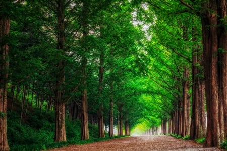 Metasequoia Road - trees, beautiful, green, grove, Korea, grass